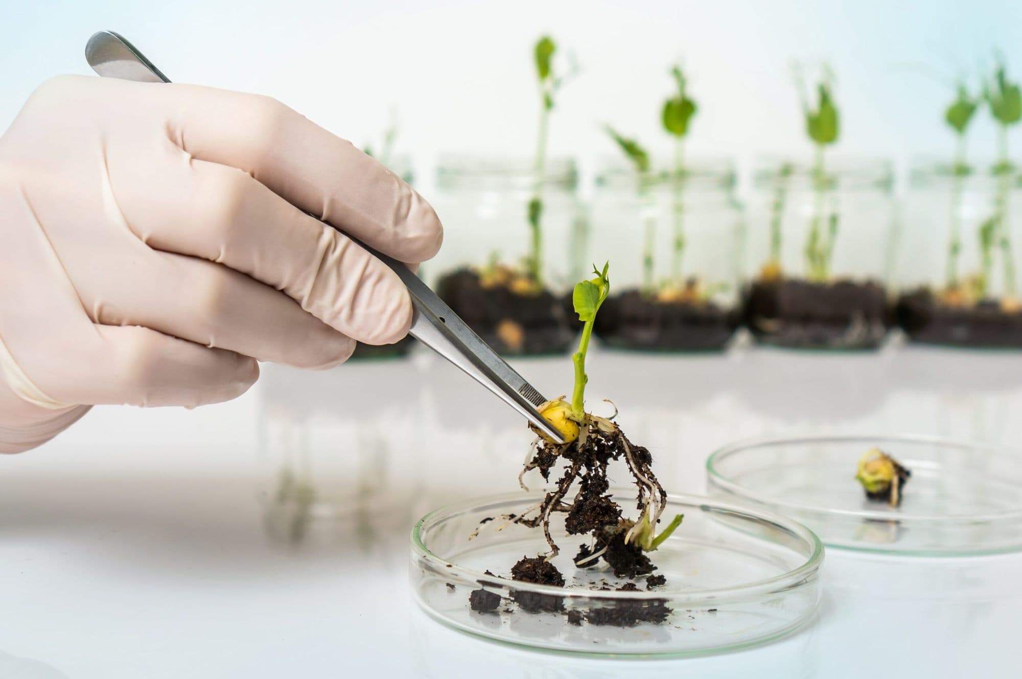 A scientist lifting a seedling from a petri dish